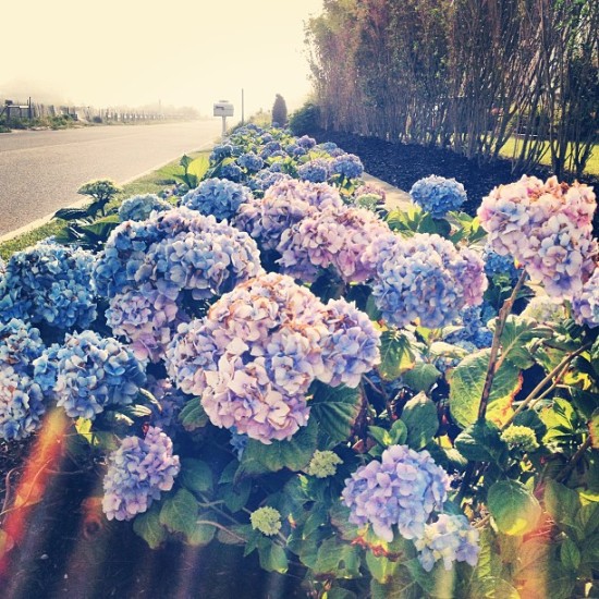 hydrangeas