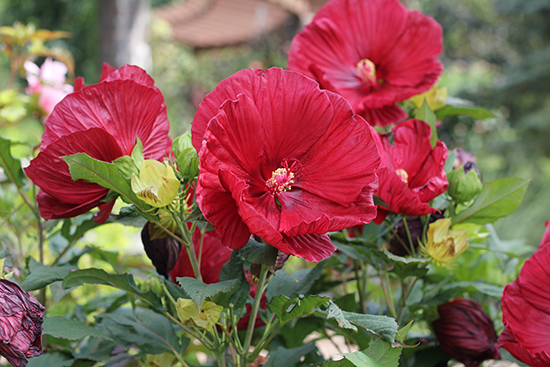 St. Louis Botanical Garden